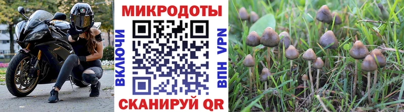 Галлюциногенные грибы GOLDEN TEACHER  купить наркотик  Электрогорск 